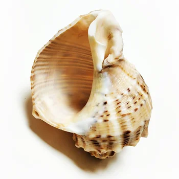 10-12CM Suur Kivi Turban Seashell Suur Füüsiline Turbo Saxosus Kestad Rapana Erak Krabid Conch Shell Käsitöö Isend Kogud